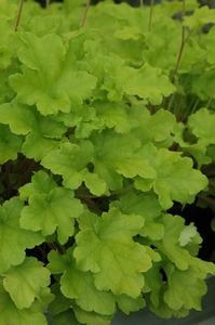 Heuchera Lime Marmalade